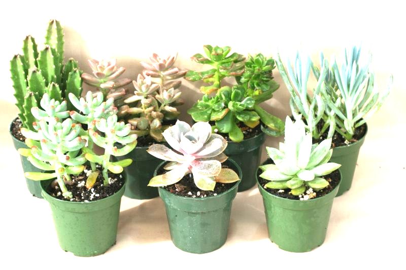 3" Succulents